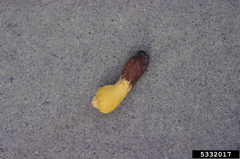 blossom end rot on winter squash (Cucurbita maxima ) 5332017