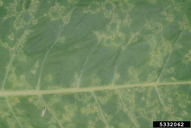 tobacco ringspot virus (TRSV) (Nepovirus Tobacco ringspot virus)