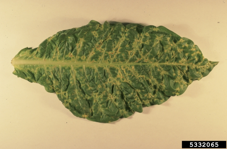 what are three types of tobacco smoke Types of Tobacco: The Encyclopedia of Tobacco Products