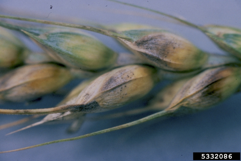 Photo by Erik Stromberg, Virginia Polytechnic Institute and State University, Bugwood.org 5332086