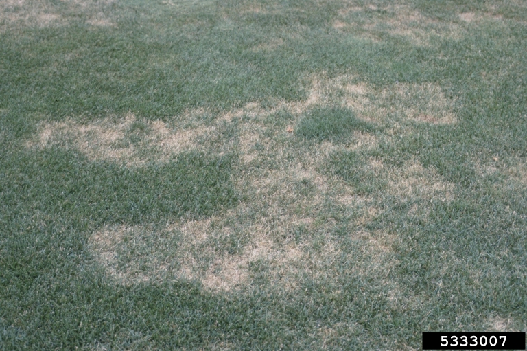 spring dead spot (Ophiosphaerella korrae)