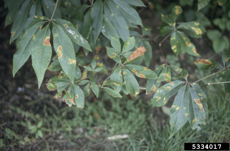 Guignardia blotch of buckeyes and horsechestnuts (<em>Guignardia aesculi</em>) symptoms on red buckeye (<em>Aesculus pavia</em>)