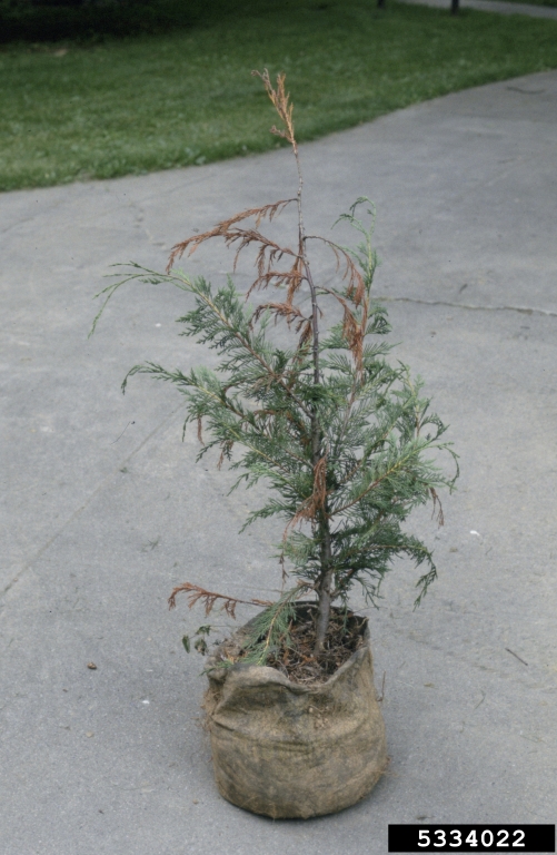 Seiridium cupressi (Guba) Boesew