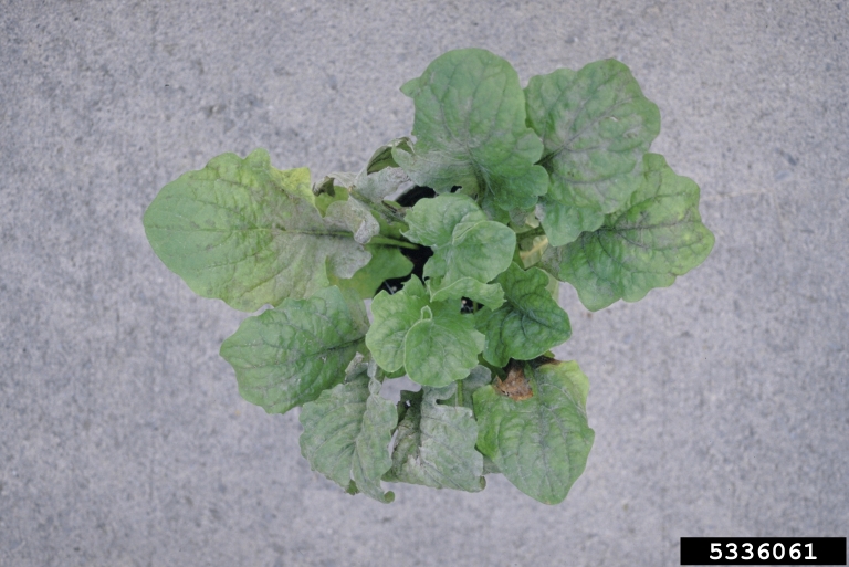 powdery mildew (Oidium spp. ) on Transvaal daisy (Gerbera spp. ) 5336061