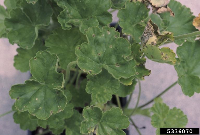 bacterial blight of geranium (Xanthomonas hortorum pv. pelargonii)