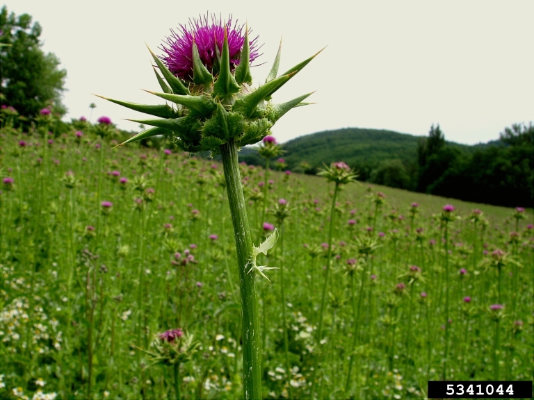 Jan Samanek, Phytosanitary Administration,  Bugwood.org