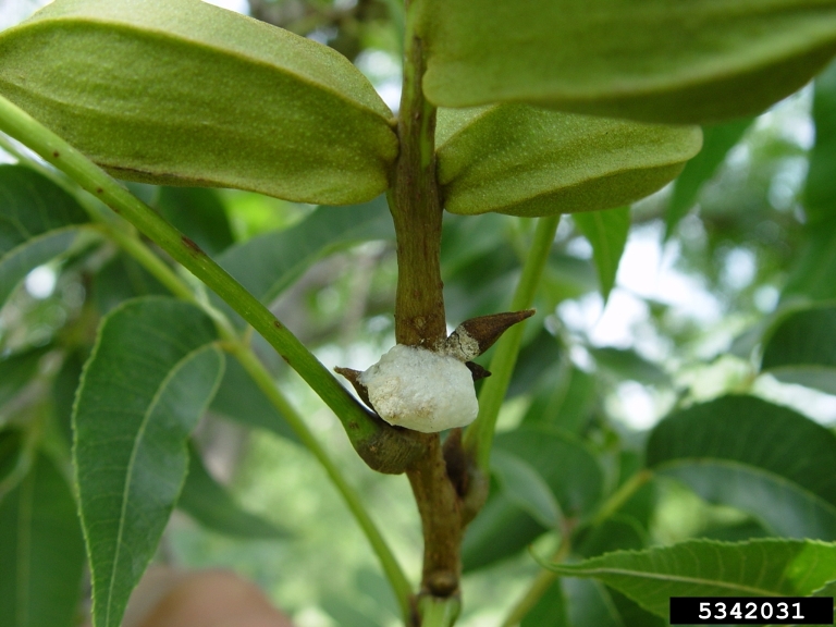 pecan spittlebug (Clastoptera achatina)