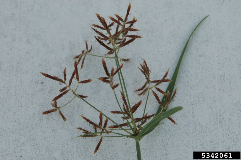 purple nutsedge (Cyperus rotundus)