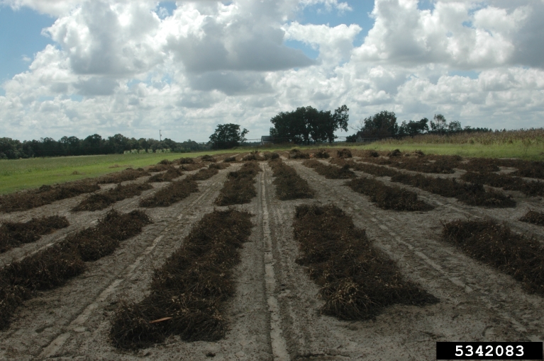 Photo by Joseph LaForest, University of Georgia, Bugwood.org 5342083