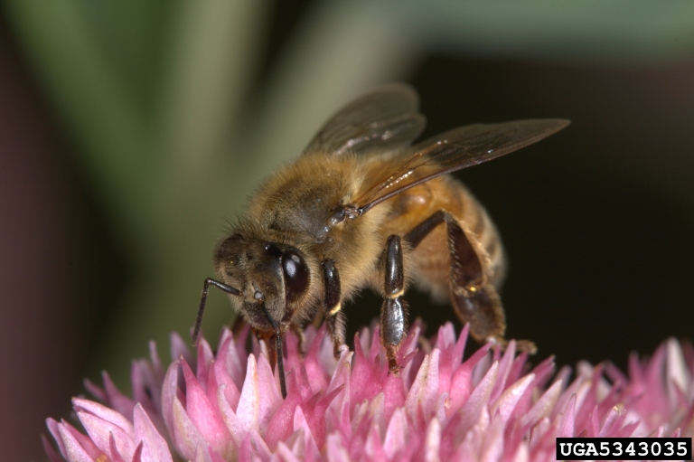 honey bee (Apis mellifera Linnaeus)