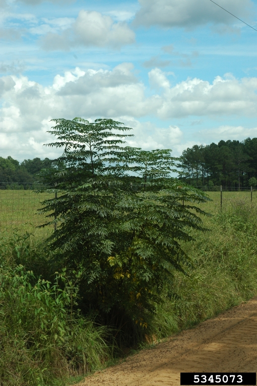 chinaberry (<em>Melia azedarach</em>) tree(s)