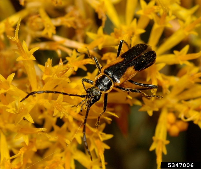 soldier beetles (Genus Chauliognathus)