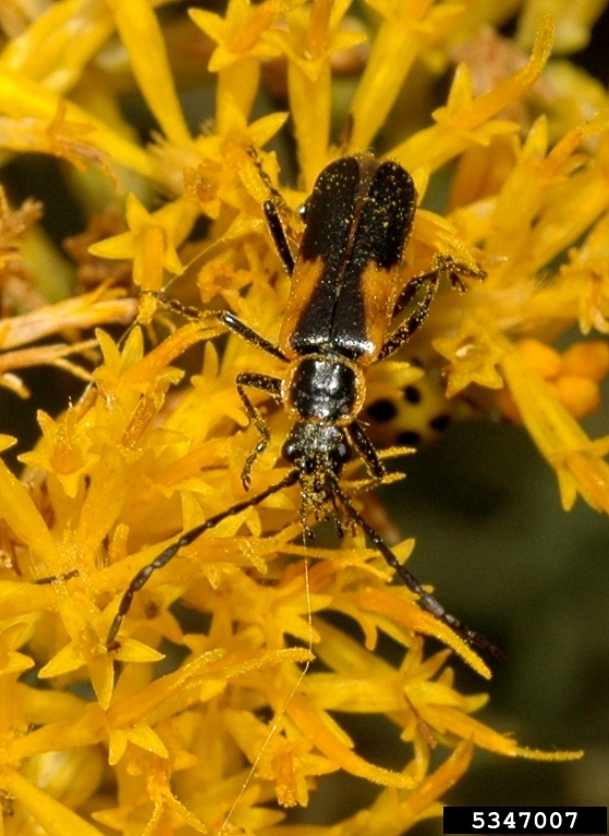 soldier beetles (Genus Chauliognathus)