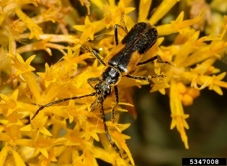 soldier beetles (Genus Chauliognathus)