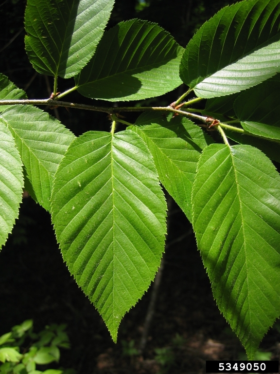 yellow birch (Betula alleghaniensis)