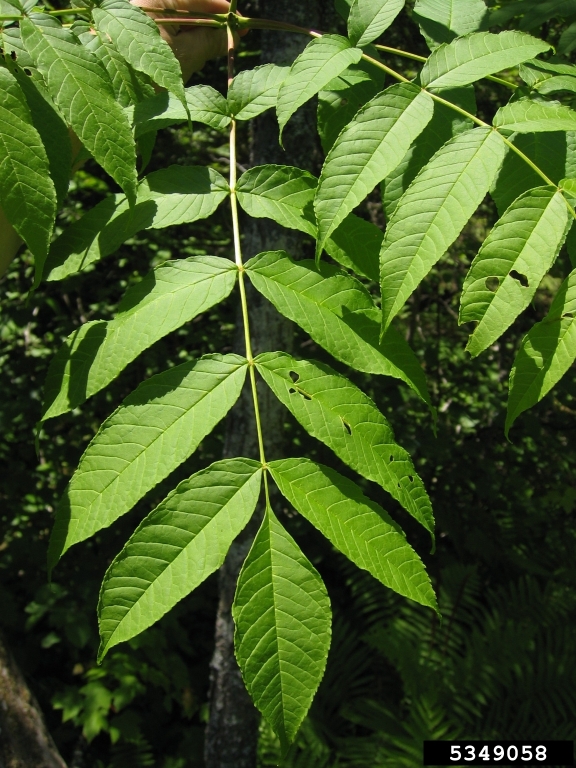 black ash (Fraxinus nigra)