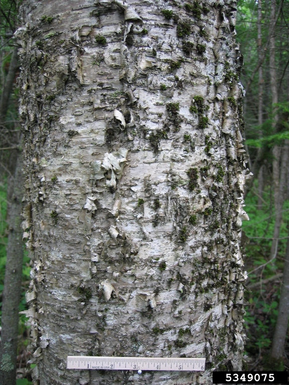 yellow birch (Betula alleghaniensis)