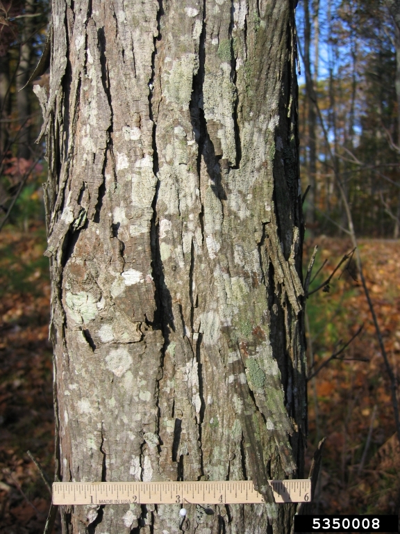 shagbark hickory (Carya ovata)