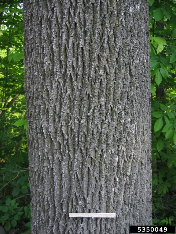 white ash (Fraxinus americana)