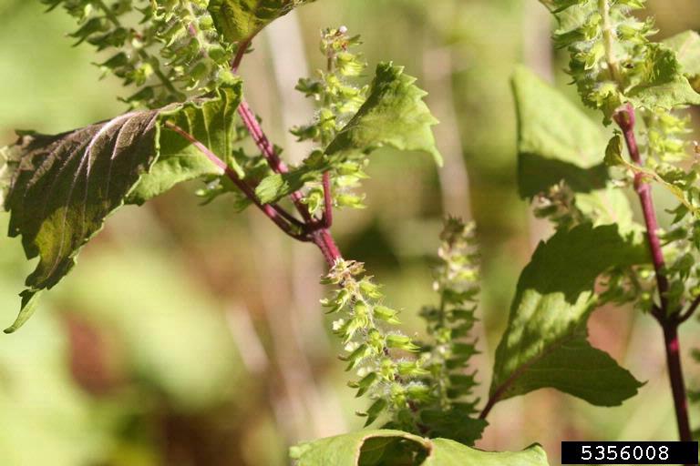 perilla mint (Perilla frutescens)
