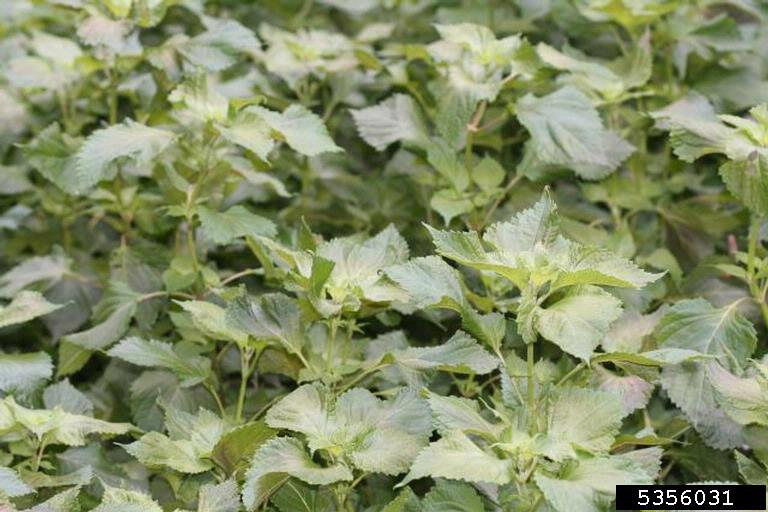 perilla mint (Perilla frutescens)