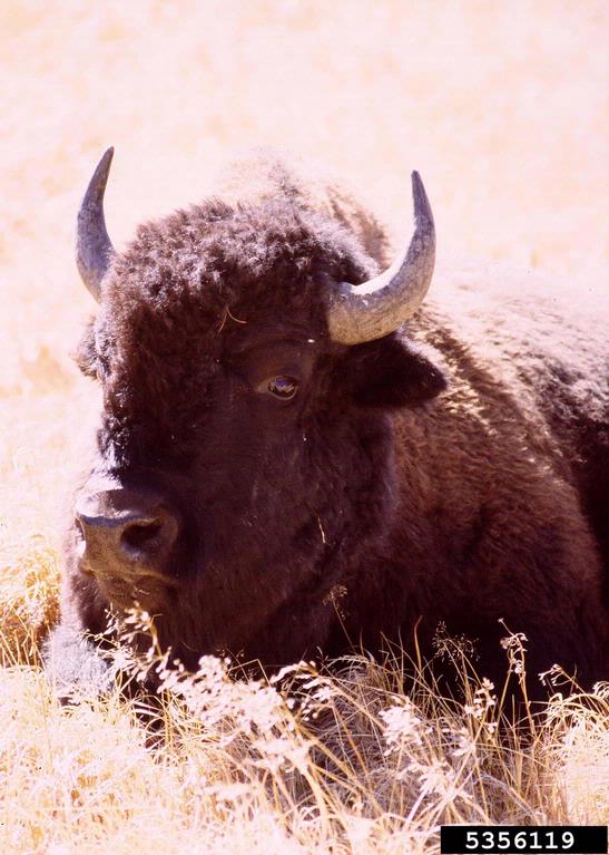 American bison (Bison bison)