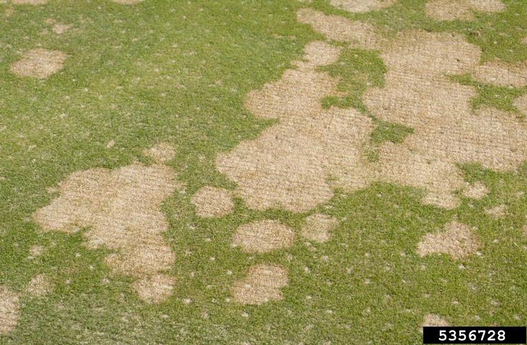 snow molds (Typhula spp. ) on turf (general) 5356728