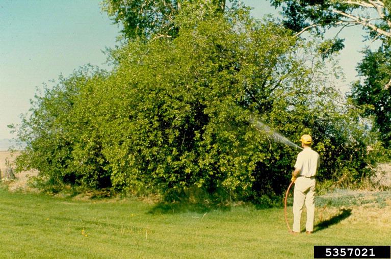 pesticides on plum/cherry (Prunus spp. ) 5357021