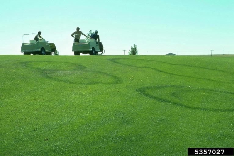fairy rings