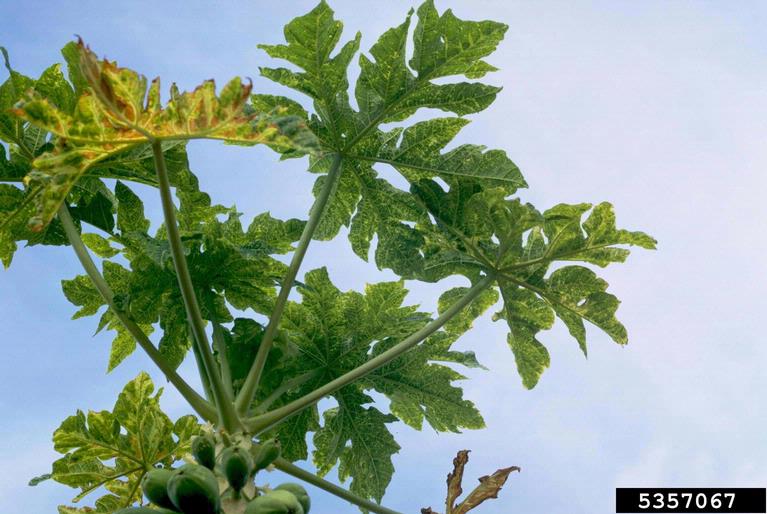 Papaya Mosaic Virus (Potexvirus Papaya Mosaic Virus (PapMV))