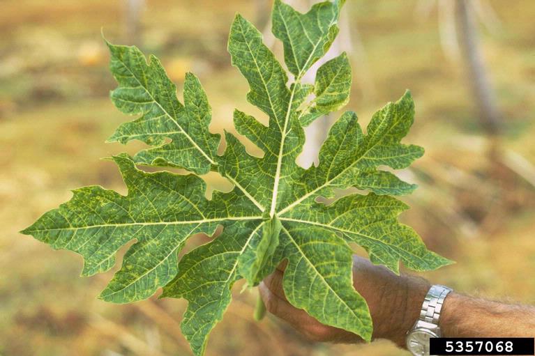 Papaya Mosaic Virus (Potexvirus Papaya Mosaic Virus (PapMV))