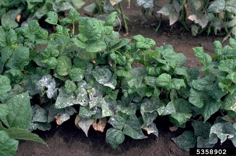 powdery mildew (Erysiphe betae)