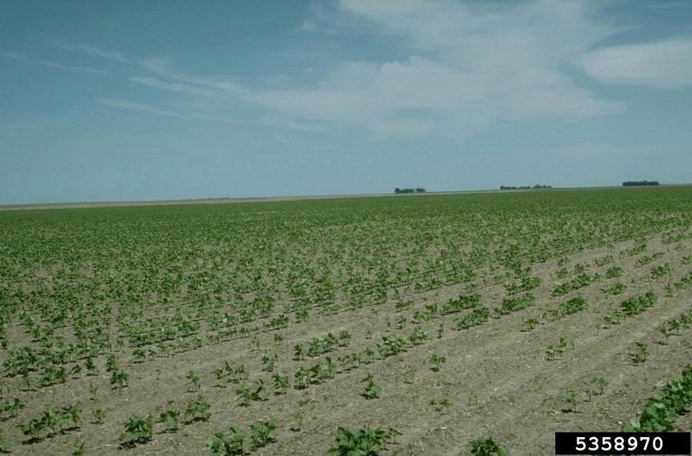 herbicides (general)