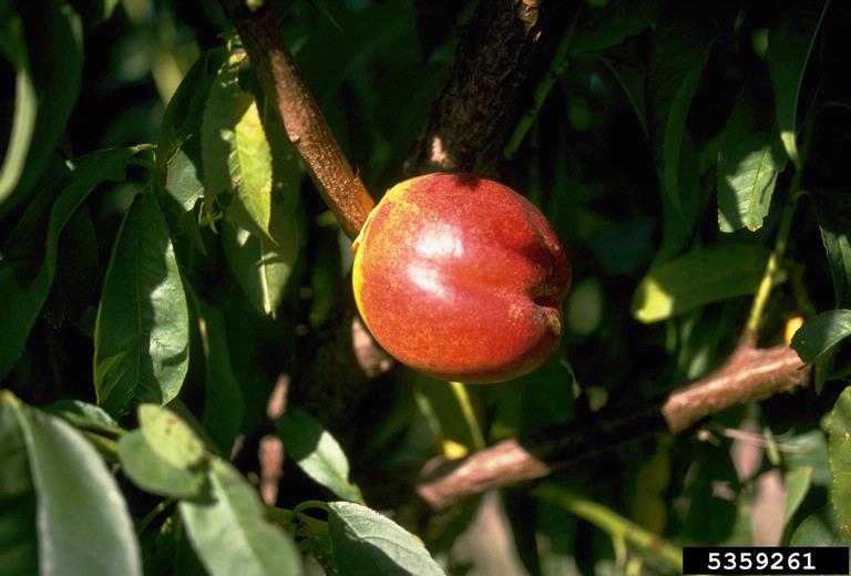 nectarine (Prunus persica var. nucipersica)