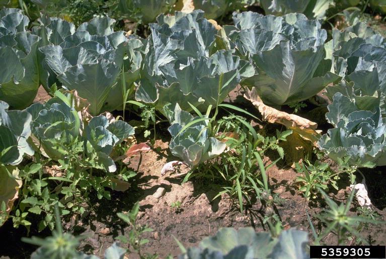 cabbage collards and kale (Brassica oleracea)