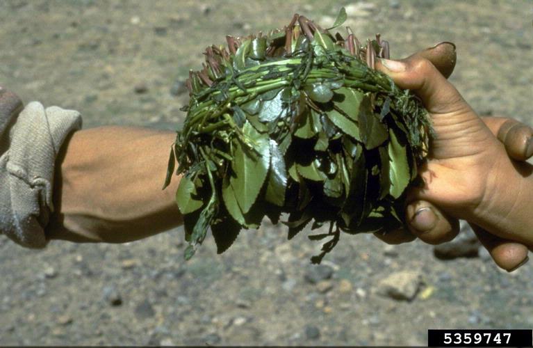 khat (Catha edulis)
