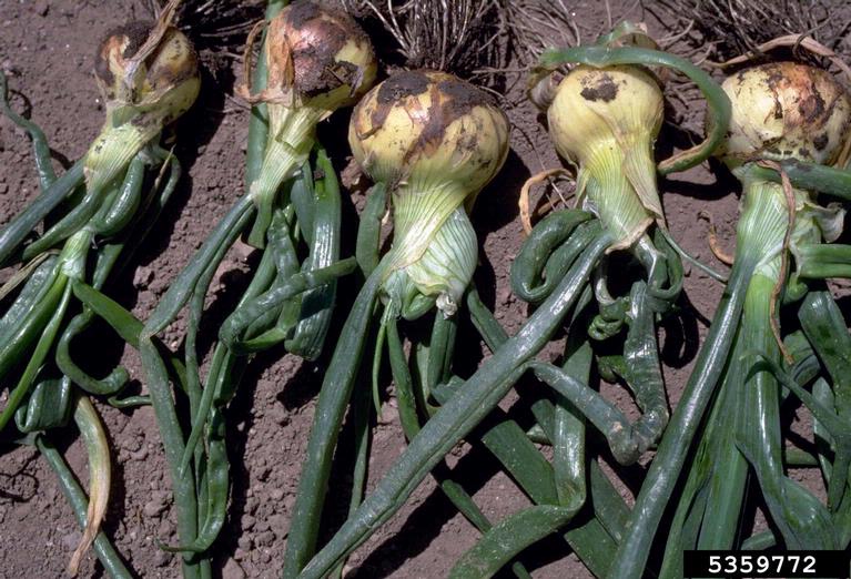 herbicides (general)