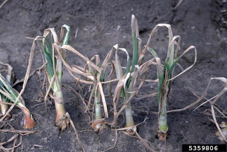 lightning on garden onion (Allium cepa ) 5359806
