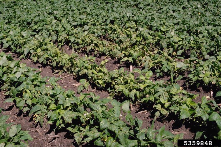 An infection of Halo Blight (<em>Pseudomonas syringae pv. phaseolicola</em>) and Bacterial Brown Spot (<em>Pseudomonas syringae pv.syringae</em>) on some plants of Light Red Kidney drybean variety.