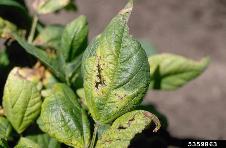 An infection of Halo Blight (<em>Pseudomonas syringae pv. phaseolicola</em>) on the leaves of some plants of Light Red Kidney drybean variety.