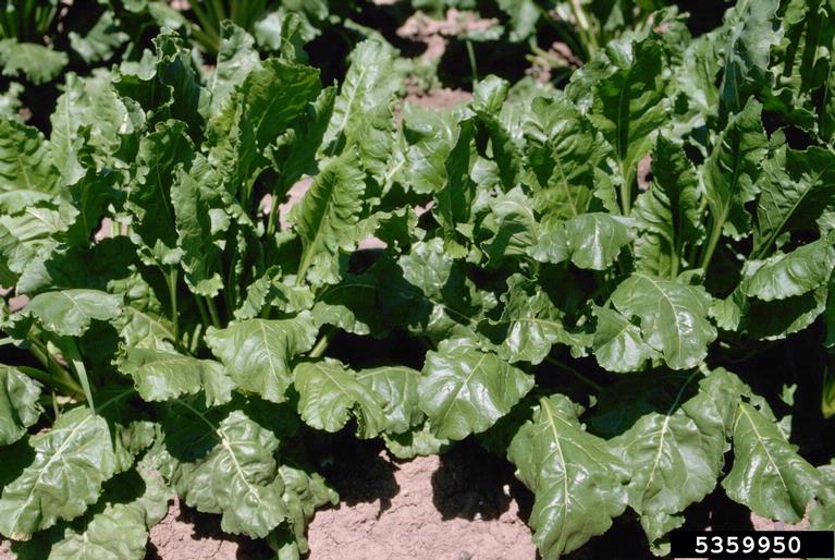 sugar beet (Beta vulgaris ssp. vulgaris (sugar beet group))