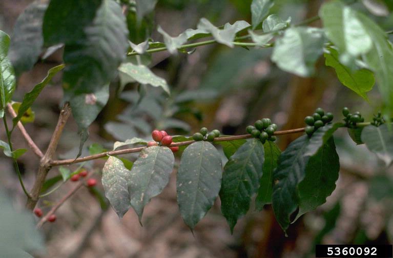 coffee (Genus Coffea)