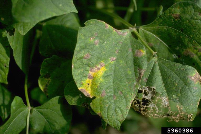 bean angular leaf spot (Phaeoisariopsis griseola ) on common bean