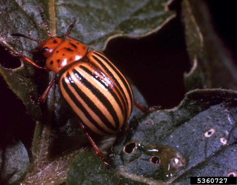 Bean leaf beetle Bugwoodwiki