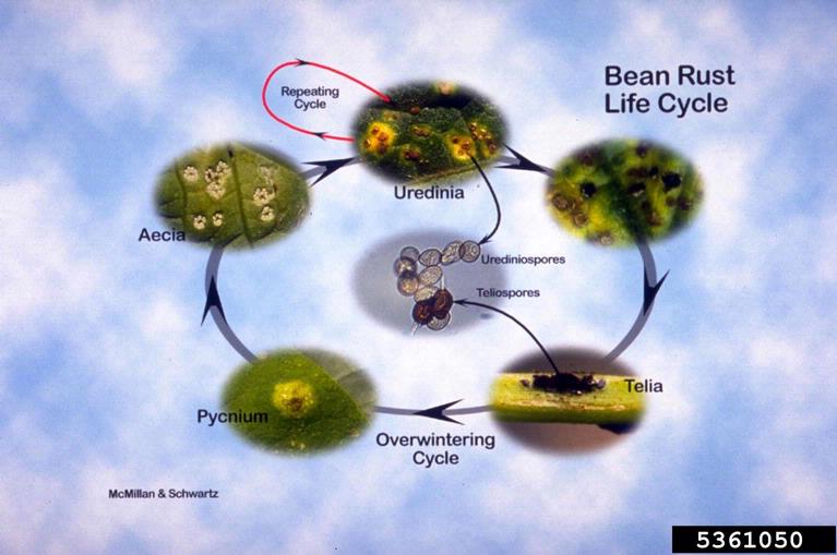 dry bean rust (Uromyces appendiculatus ) on common bean