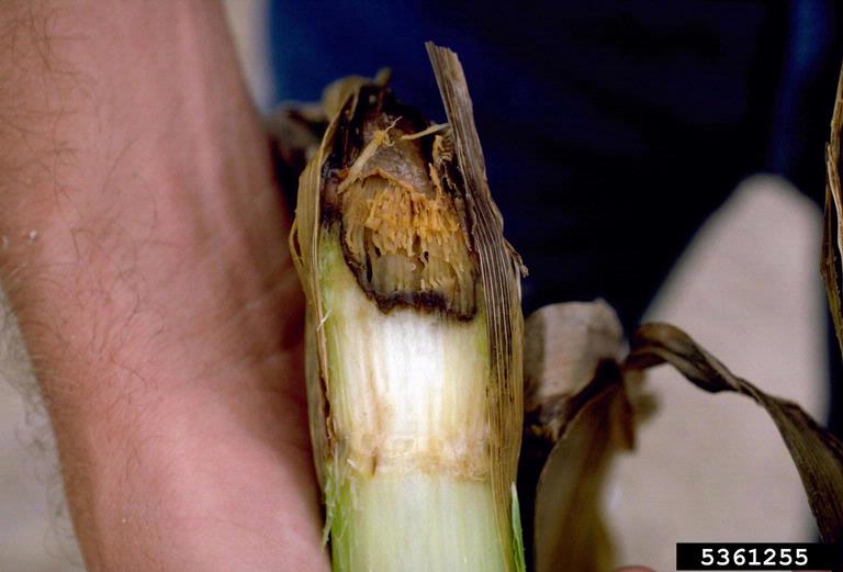 Bacterial Black Stalk Erwinia Spp On Corn Zea Mays 5361255