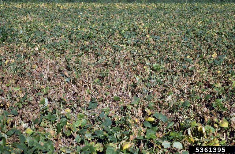 Sclerotinia sclerotiorum (white mold of dry beans)/gallery Bugwoodwiki