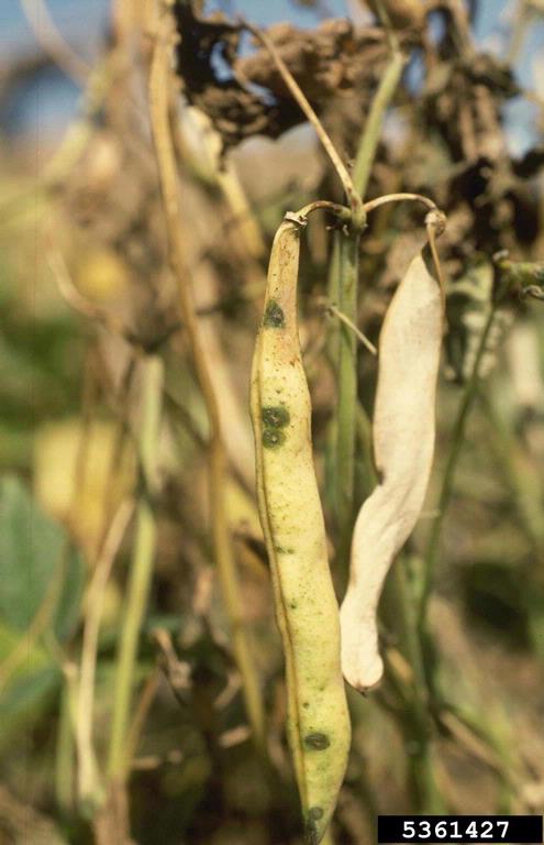 Halo blight 
