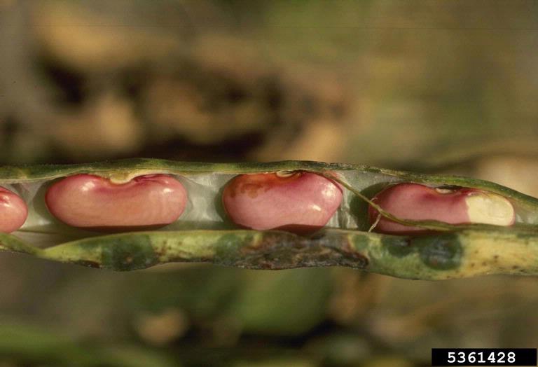 Halo blight 