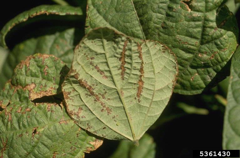 bacterial brown spot of bean/canker of stone fruit, twig blight